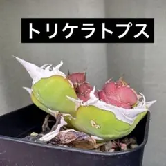 2026年最新】チタノタ白犀牛の人気アイテム - メルカリ