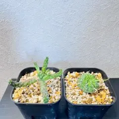 ユーフォルビア クラビゲラ 実生 コーデックス 塊根植物 - メルカリ