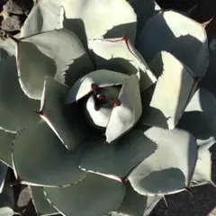 2026年最新】アガベ パリー トランカータ 丸葉の人気アイテム - メルカリ