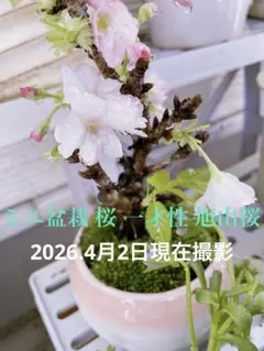 折り鶴盆栽【桜盆栽 大きめ45㎝盆栽】 No.26 - メルカリ