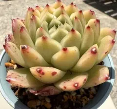 エケベリア　美株　抜き苗　６センチ鉢　多肉　韓国苗