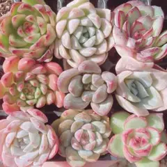 ゴリラがんも様 リクエスト 4点 まとめ商品