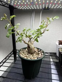 コミフォラ　SP 品種不明株　モンストローサ コミフォラ SP 品種不明株 大株 モンストローサ - メルカリ