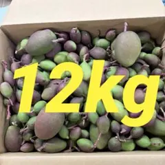 摘果マンゴー約15kg梱包込み - メルカリ