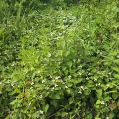 ドクダミの花 野草 薬草ネコポスいっぱいのサムネイル
