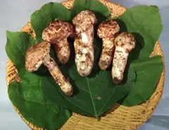 岩手県久慈市産松茸800g 内容量が選べる！」久慈産【冷凍】天然松茸「サイズ、つぼみ、開き