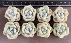 ひろみんママ様 リクエスト 2点 まとめ商品