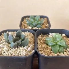 ハオルチア 闇の森 葉挿し 発根済み - メルカリ