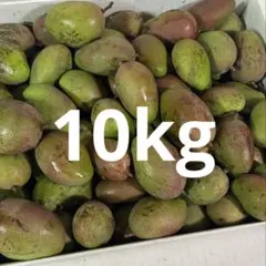 摘果マンゴー　10キロ 摘果マンゴー 500〜850g 10.5kg 【公式通販】