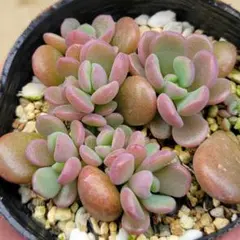 2025年最新】ぼのぼのさん苗の人気アイテム - メルカリ