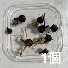 観葉植物　アロカシア　リーガルシールズ　芋　1個のサムネイル