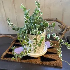 2025年最新】斑入りガジュマルの人気アイテム - メルカリ