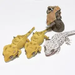 Item thumbnail for item 4cf357f2-bcae-4b71-aacd-c28d795252d3