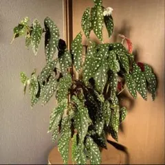 木立ベゴニア カット苗 - メルカリ
