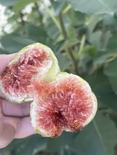 sugar fig イチジク いちじく 穂木 苗 sugar fig イチジク いちじく 穂木 苗 いちじく｜ポット苗