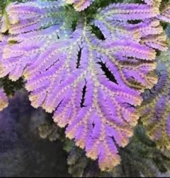 2025年最新】セラギネラ サイアメンシスの人気アイテム - メルカリ