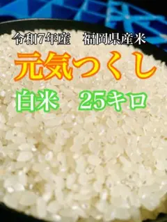 GW数量限定セール！！色彩選別済【保冷庫直送】福岡県産 元気つくし