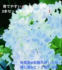 メルカリ便】 《正規品》サラン 開花中紫陽花 大栄花園 タグ付き 鉢