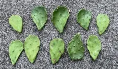 とても育て易い多肉植物　うちわサボテン☆ カット５枚！初心者向き！