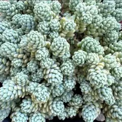 多肉植物 セダム ブレビフォリウム ダシフィルム 70カット - メルカリ