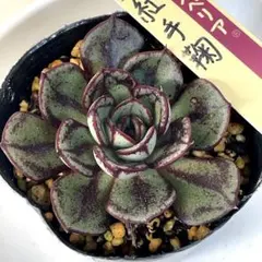 peco♡只今断捨離中様 リクエスト 3点 まとめ商品