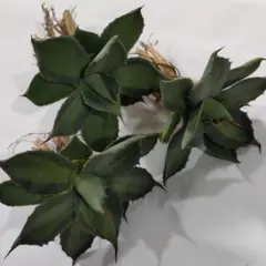 2026年最新】アガベ パリー 姫吉祥天の人気アイテム - メルカリ