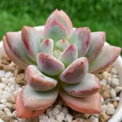 多肉植物　知否　星のような形　珍しい　うす紫色の葉先　粉の付いた苗　エケベリア