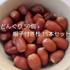 どんぐり 50個 + 帽子付き枝 15本 セット 木の実 工作