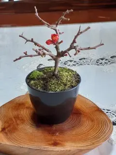 珍品 奄美産 アデク盆栽 古木 メルカリ便 珍品 奄美産 アデク盆栽 古木 メルカリ便