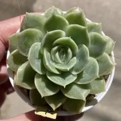 多肉植物 「デレッセーナ」抜き苗 - メルカリ