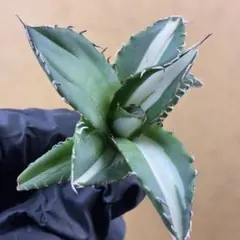 2025年最新】太陽神 アガベの人気アイテム - メルカリ