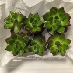 レティジア　多肉植物　カット苗