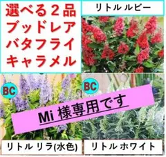 mi 様専用 バタフライキャラメル 2品種選択[B25]