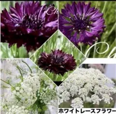 ❤️セントーレアブラックボール種 ２０粒➕ホワイトレースフラワー 種４０粒