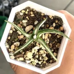 アガベ 氷山白中斑 極上株 Lj_plants Aアガベ 多肉植物 笹の雪 氷山白中斑 極上斑 極上株