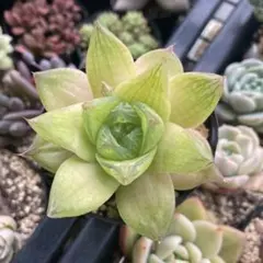 2026年最新】アロエ 苗の人気アイテム - メルカリ