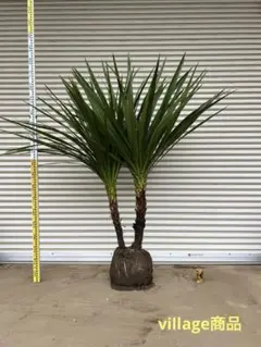 送料込み　ニオイシュロラン　3本立ち　ドラセナ　形状良　新築　現品 送料込み ニオイシュロラン ドラセナ 株立ち 庭木 シンボル