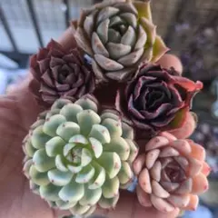 ☻☻♡moka♡☻☻様 リクエスト 2点 まとめ商品