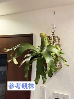 ビカクシダ　madagascarience × quadridichotomumのサムネイル