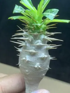 2025年最新】アンボンゲンセの人気アイテム - メルカリ