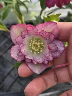 ☆佐賀県ブランド☆クリスマスローズ☆5号ポット☆ボリューム☆2ポットセット☆