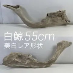 W72アク抜き済み流木 爬虫類シェルター 登り木 インテリア 生け花