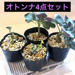 オトンナ　4点セット　実生　鉢ごとのサムネイル