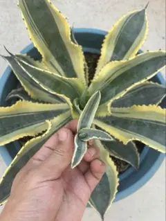 アガベ　リップルエフェクト(最終値下げ) アガベ リップルエフェクト(最終値下げ)