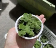 アロマティカス ポットごと発送 - メルカリ