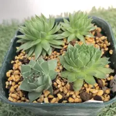 2025年最新】センペルビウム セットの人気アイテム - メルカリ