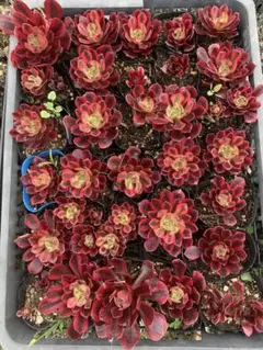 多肉植物　アエオニウム　メデューサ 全部 鉢ごと