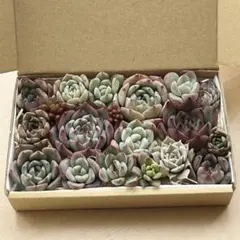 多肉植物　寄せ植えセット　多肉弁当　（カット苗）