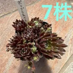 多肉植物 ポリグラネイト センペルビウム - メルカリ