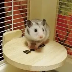 なおちん様 リクエスト 2点 まとめ商品